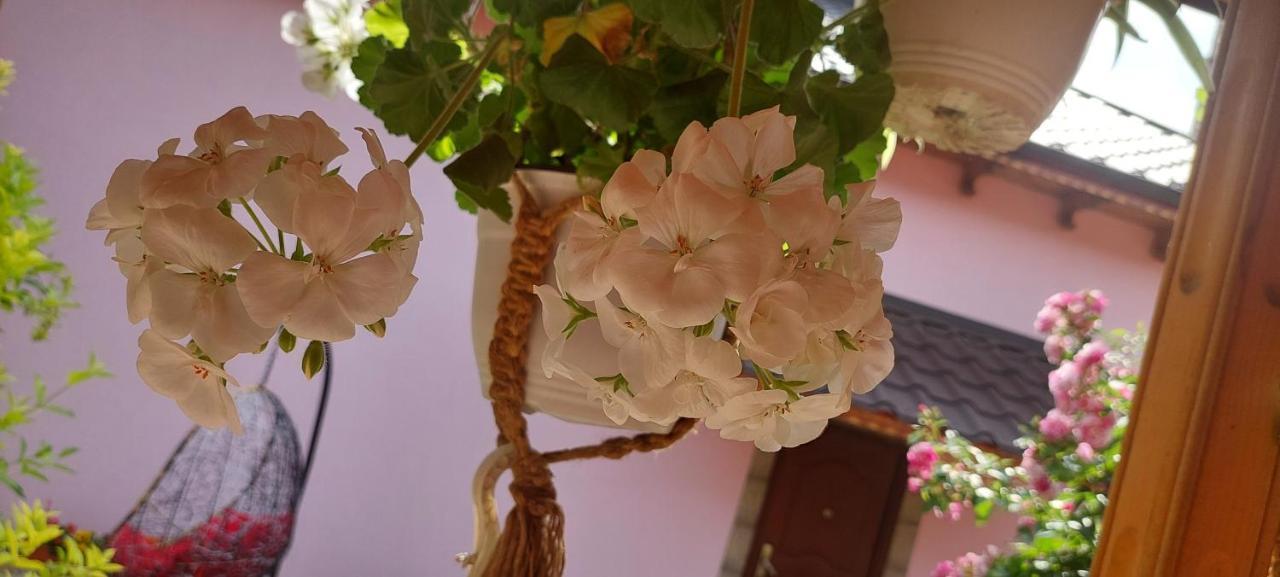Greci Pensiunea Happy Flowers מראה חיצוני תמונה