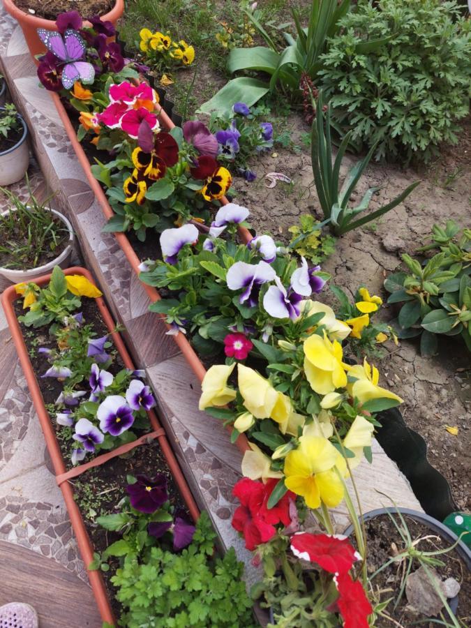Greci Pensiunea Happy Flowers מראה חיצוני תמונה