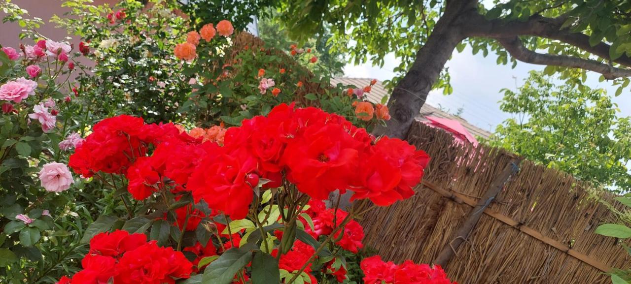 Greci Pensiunea Happy Flowers מראה חיצוני תמונה