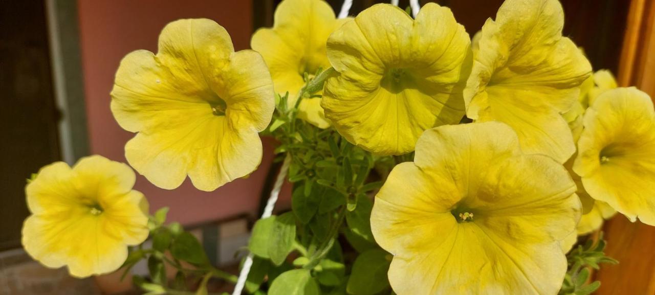 Greci Pensiunea Happy Flowers מראה חיצוני תמונה
