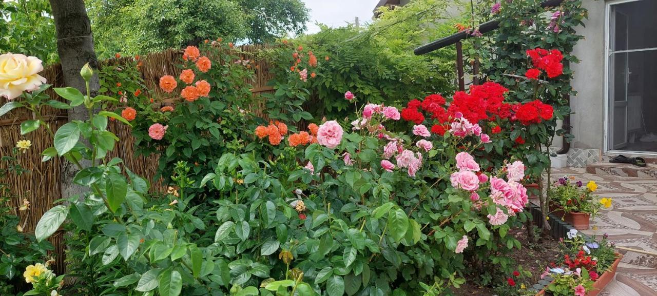 Greci Pensiunea Happy Flowers מראה חיצוני תמונה
