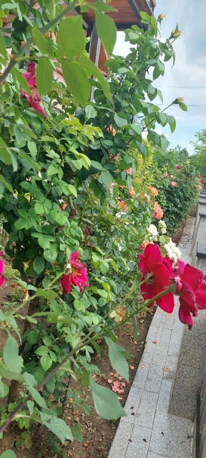 Greci Pensiunea Happy Flowers מראה חיצוני תמונה